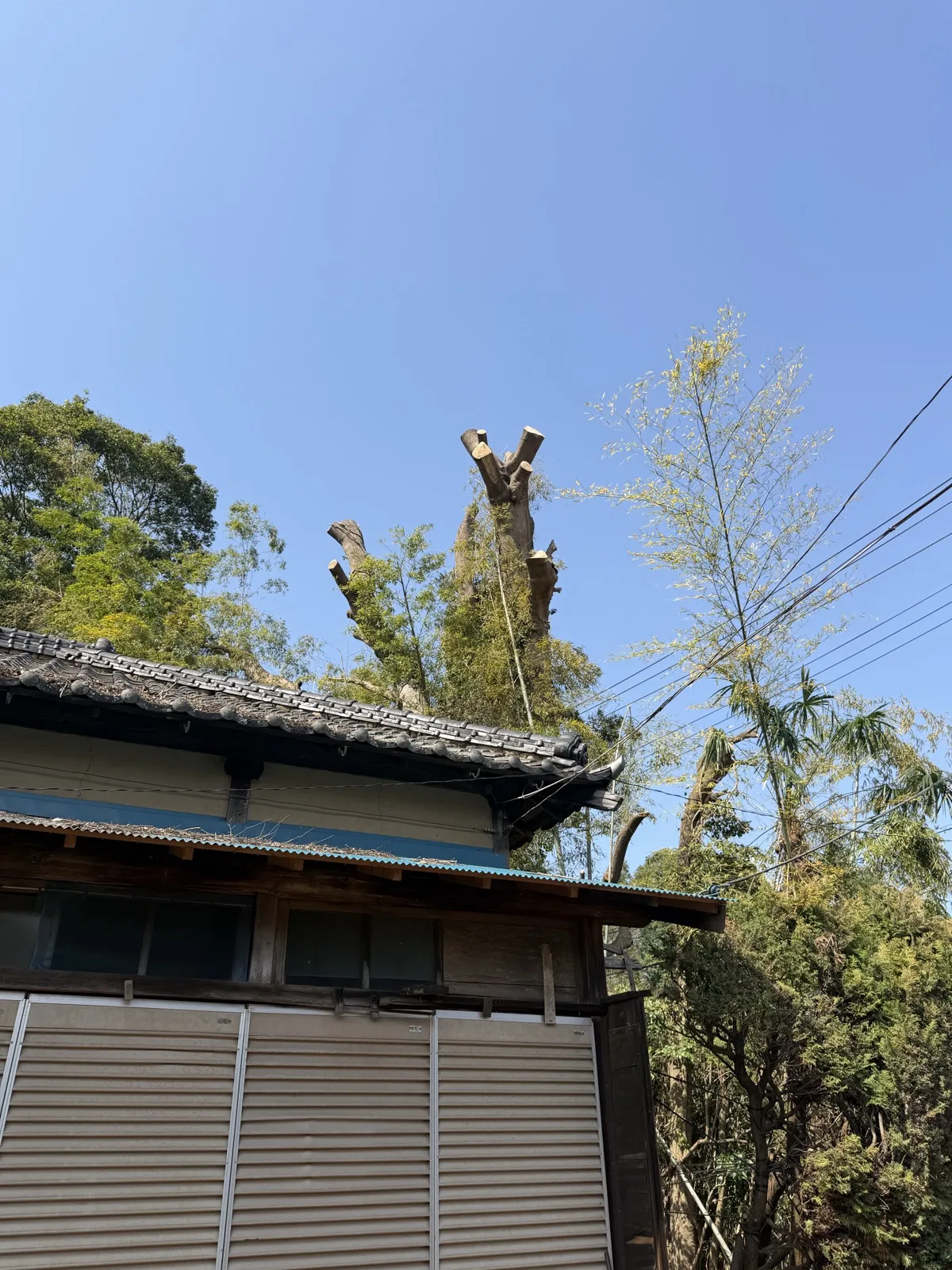 伐採後、屋根上の枝がなくなった状態