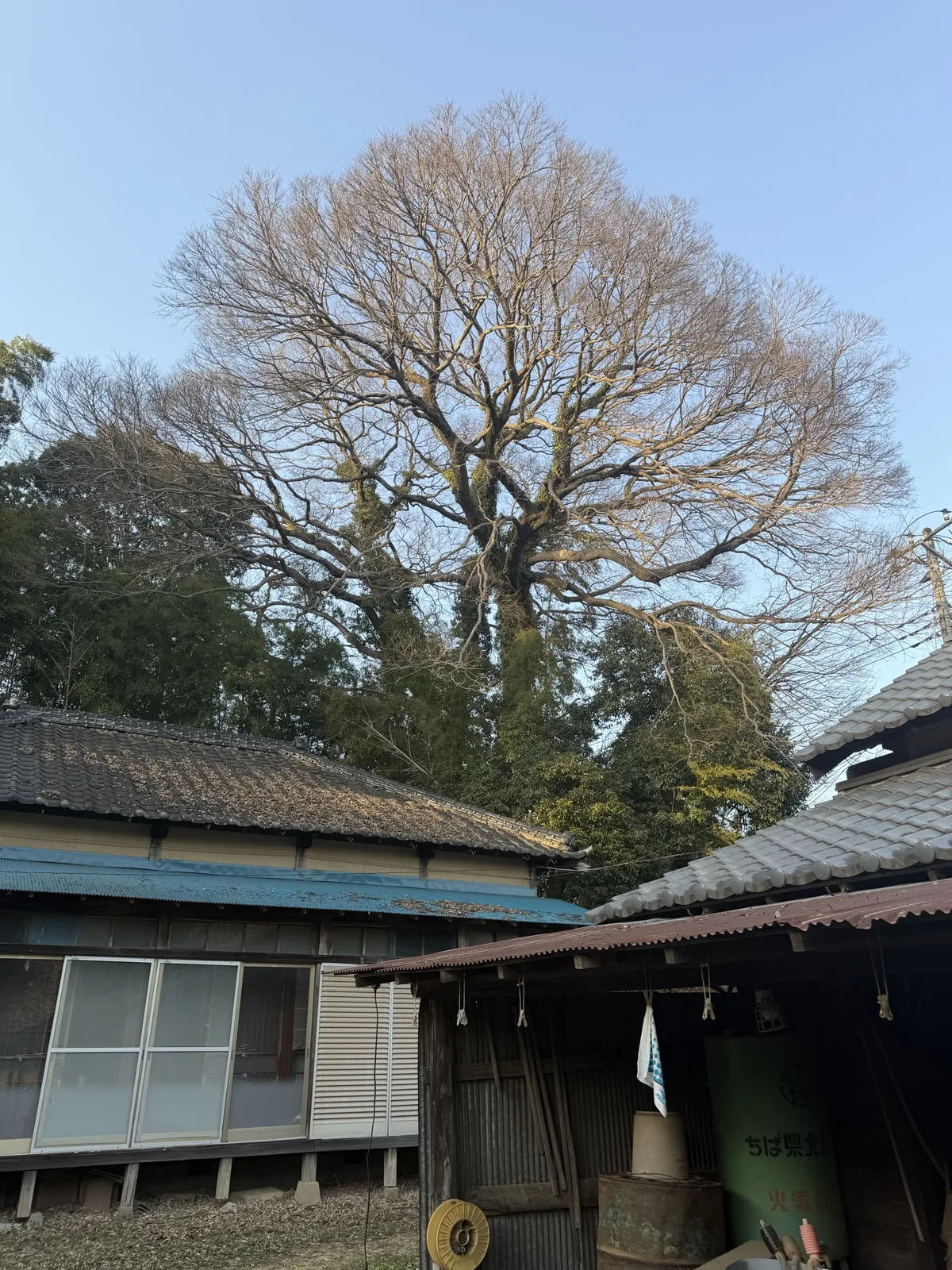 古民家の屋根にかかる大木の伐採前