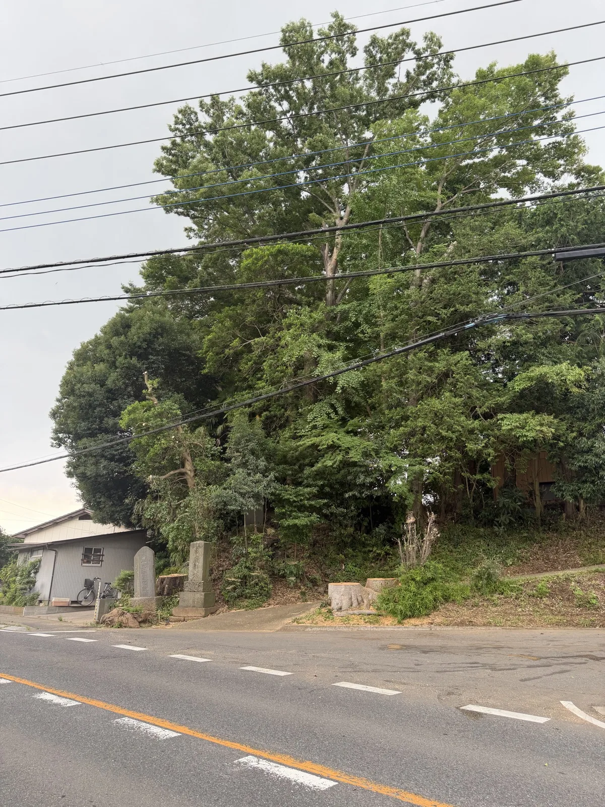 伐採後、見通しが改善した交差点