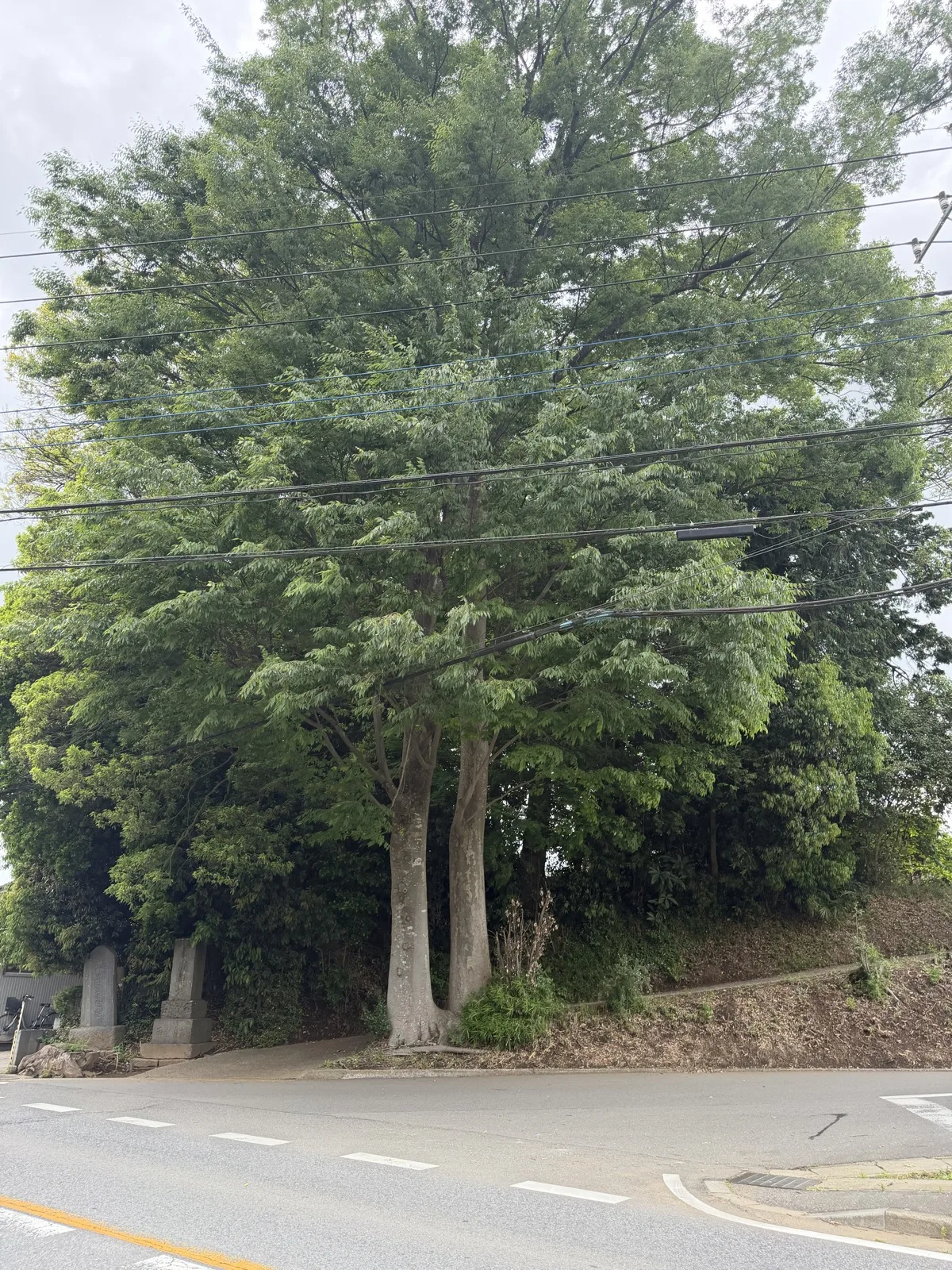 交差点角・電線至近の大木群の伐採前